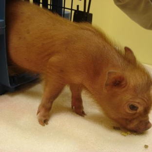 animal care center - Springfield, MO. Baby pigs are so cute.