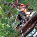 blue sky tree service - Tree Service