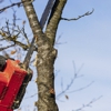 All star tree service gallery