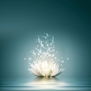 Awakening Natural Awareness - Community Organizations