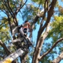 A-1 Tree Service