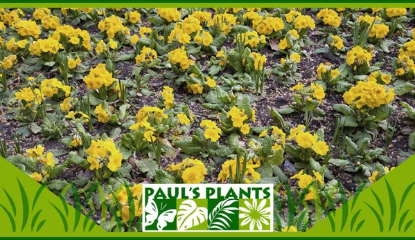 Paul's Plants - Carrara, QLD. Our Plants Are Sourced Locally Or Grown Ourselves