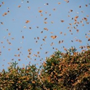 Butterfly Grove Inn - Bed & Breakfast & Inns