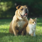 Dog Containment Systems