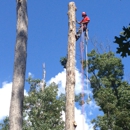 Gordon  Pro Tree Service - Tree Service