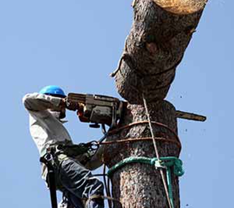 Express Tree Service