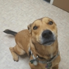 Shirlington Animal Hospital gallery