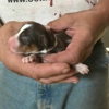 Valley Veterinary Associates gallery