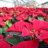 Biondi's Florist & Greenhouses gallery