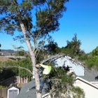 Coastal Tree Service