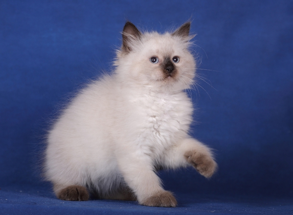 Heart of Gold Siberian Cattery - Cumming, GA