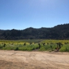 Mounts Family Winery gallery