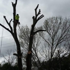 William Tree Servive