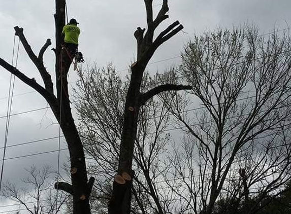 william tree service - Houston, TX