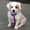 ABC Veterinary Hospital - Pacific Beach gallery