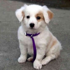 ABC Veterinary Hospital - Pacific Beach