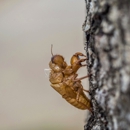 Cowleys Pest Services - Pest Control Equipment & Supplies