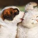 South Panola Veterinary Hospital - Veterinarians