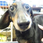Haywood Road Animal Hospital