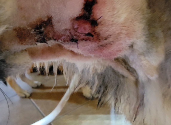 K9 Country Club - Spokane Valley, WA. Neck wound probably from the prong collar they misused