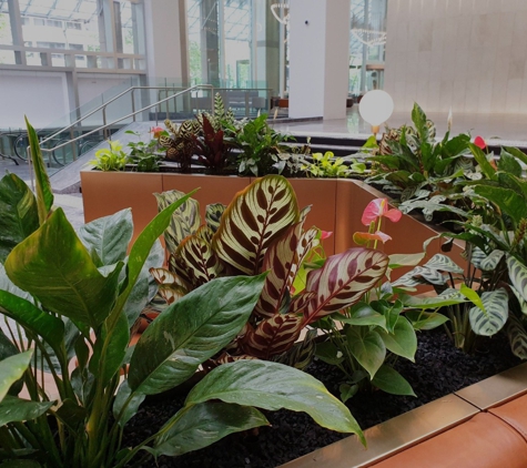 Short Term Plants - Dingley Village, VIC