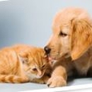 Johnstown Veterinary Associates - Pet Services