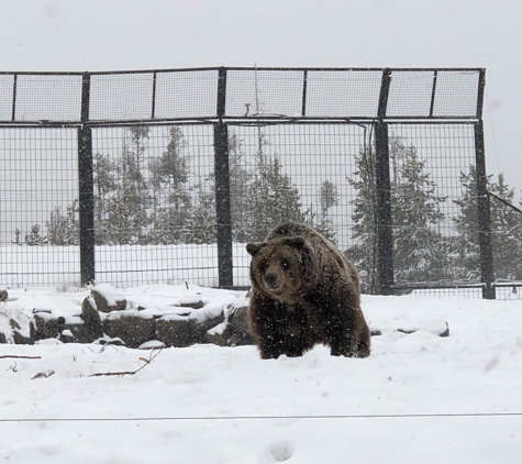 Grizzly & Wolf Discovery Center - West Yellowstone, MT