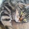 ACE Artwork - Pet Portraits gallery