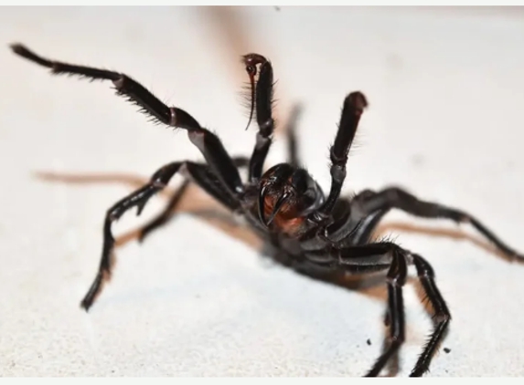 Total Pest Control - Shepparton, VIC