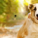 University Parkway Animal Hospital - Pet Services