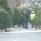 L & M Tree Farm