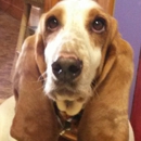 Handsome Hound Dog Grooming - Dog & Cat Grooming & Supplies