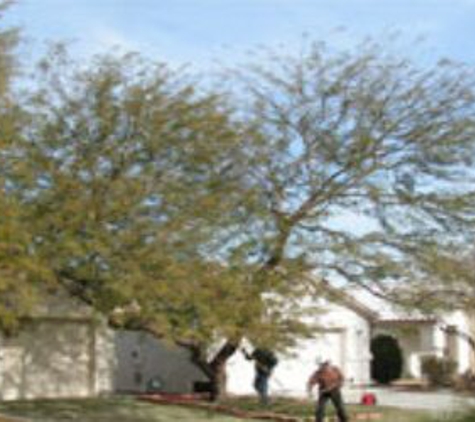 Nevada Tree Service - Las Vegas, NV