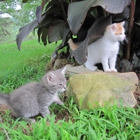VCA Animal Medical Center of NE Alabama