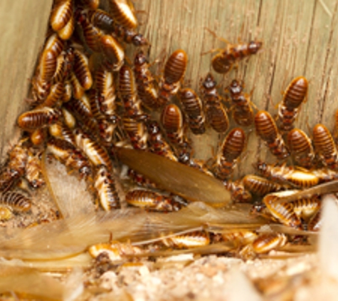 Reynolds Termite Control Inc. - San Clemente, CA