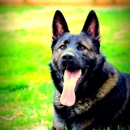 B&B K-9 Obedience Training - Pet Training