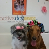 Dog Groomer Academy gallery