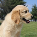 Sunset Paw Babies - Pet Specialty Services