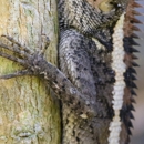 Professional Wildlife Removal - Pest Control Services
