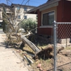 El Paso Tree Removal gallery