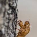 Mantis Pest Control Co - Pest Control Equipment & Supplies
