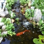 Goldfish Gardens