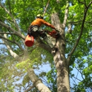 S.A.C. Tree Service - Tree Service