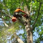S.A.C. Tree Service
