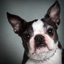 Posh Pet Hotel - Pet Services
