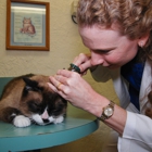 Cat Doctors