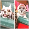Tracy's Grooming Waggin gallery