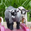 Amber Waves Pygmy Goats and Bearded Bantam Silkies - Farms