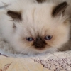 Kats Himalayan Kittens gallery