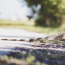 Premier Pest & Wildlife Control - Pest Control Services